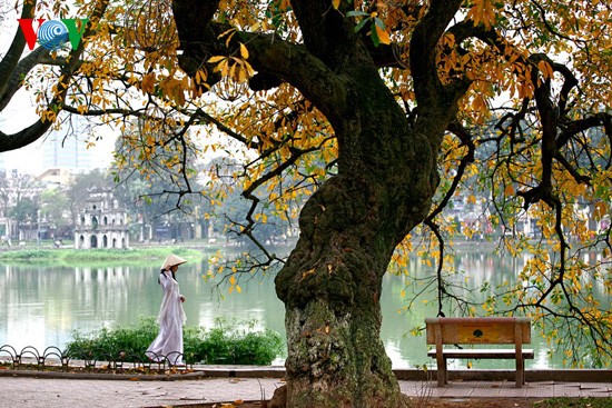 The ancient lecythidaceae trees by Hoan Kiem lake are shedding their leaves   - ảnh 9